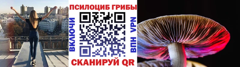Псилоцибиновые грибы мицелий  Жуковка 